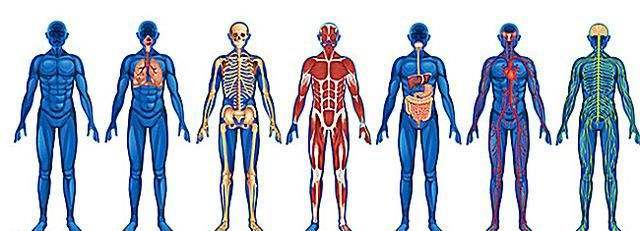 血管|从《黄帝内经》中寻找证据——经络的特征