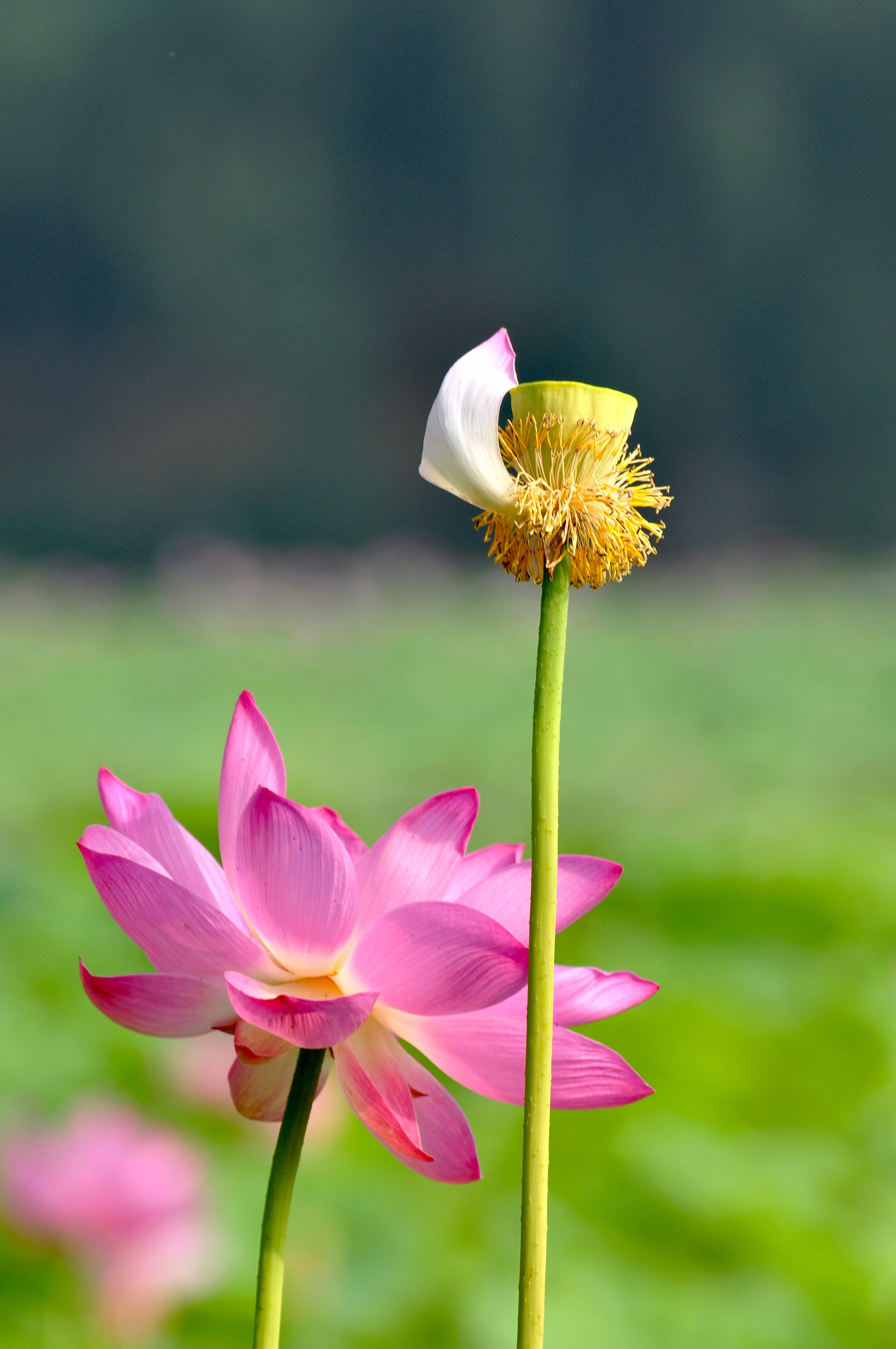 见闻记录|2020圆明园荷花季（二）亭亭玉立