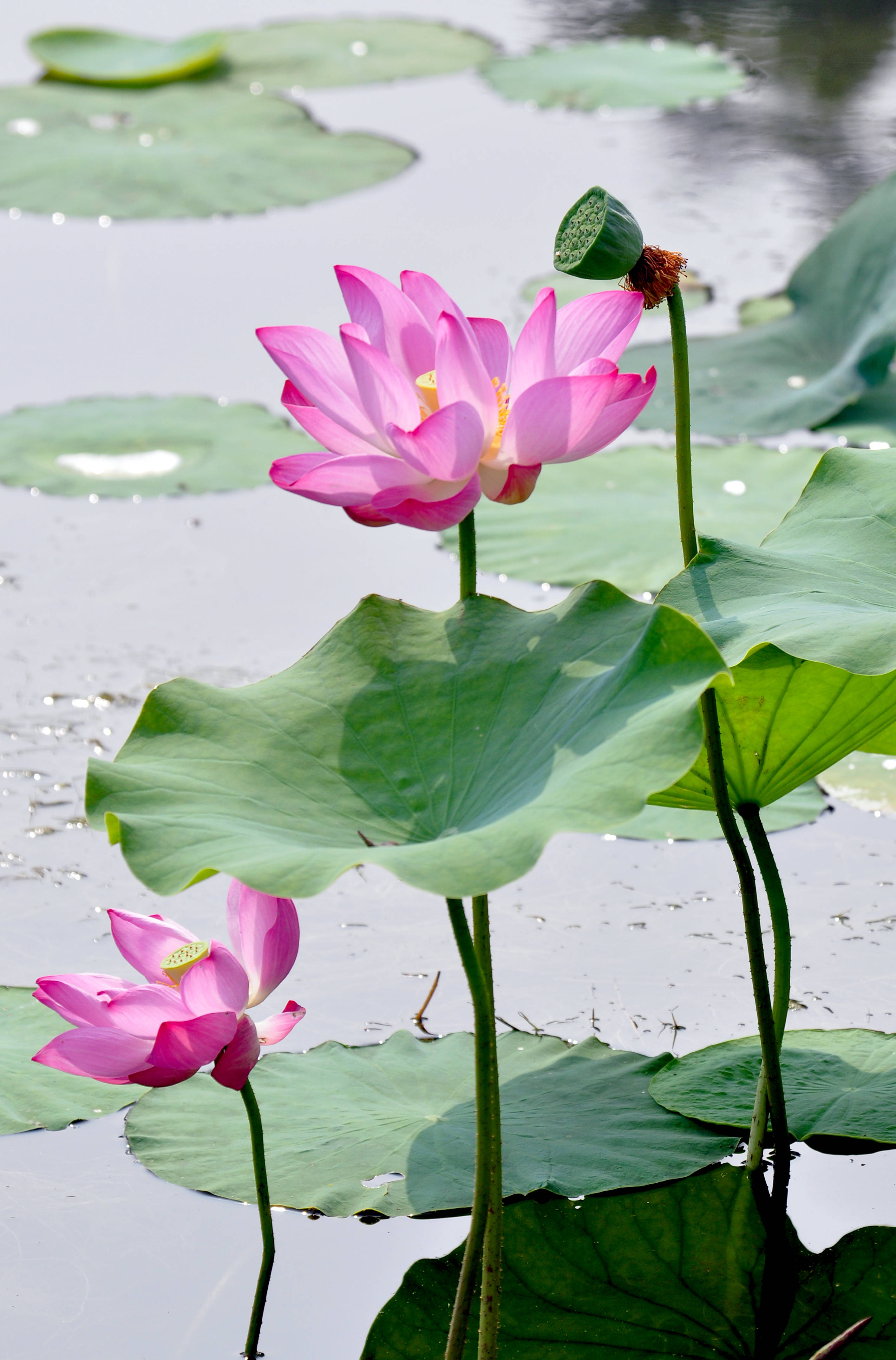 见闻记录|2020圆明园荷花季（二）亭亭玉立