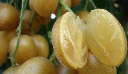 黄皮是什么时候成熟 3a828cae797246ca95b5abe21adb5084.jpeg