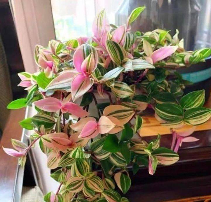 原创3种花专吸二手烟甲醛空气变清新比啥都强