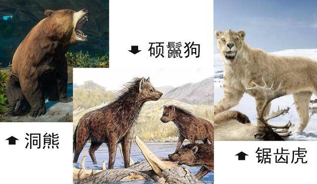 依据现有的化石推断,科学家们猜测杨氏虎只比洞狮,美洲拟狮小那么一