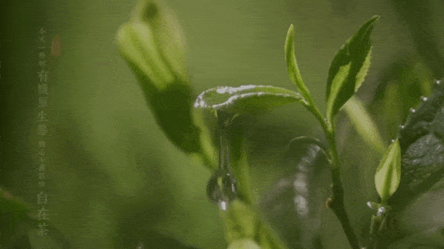 锁定|直播预告丨“炸裂”福利！请锁定明日15:00，local女团首播！