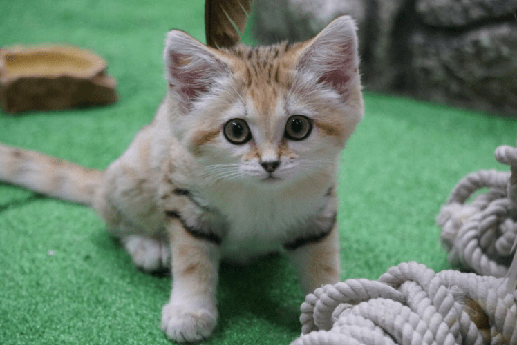原创2只变6只！日本首次引入的两只沙漠猫，3个月时间连生两窝幼崽