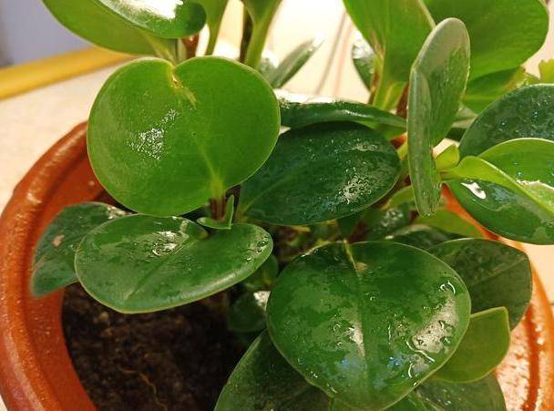 室内养什么花草能净化空气 89af1d7c264145b1aff345799046b0f7.jpeg