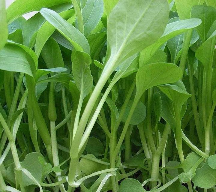 盆栽蔬菜怎么才能长得好 b5aad6c7ea7549f08dffdf13ffa175ef.jpeg