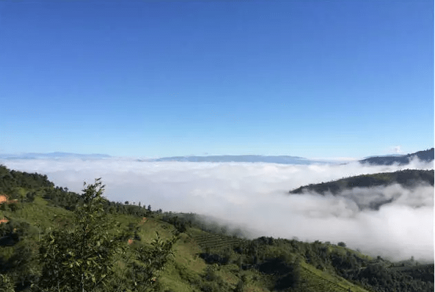 【雨林赞品】西双版纳布朗山,高山云雾出好茶