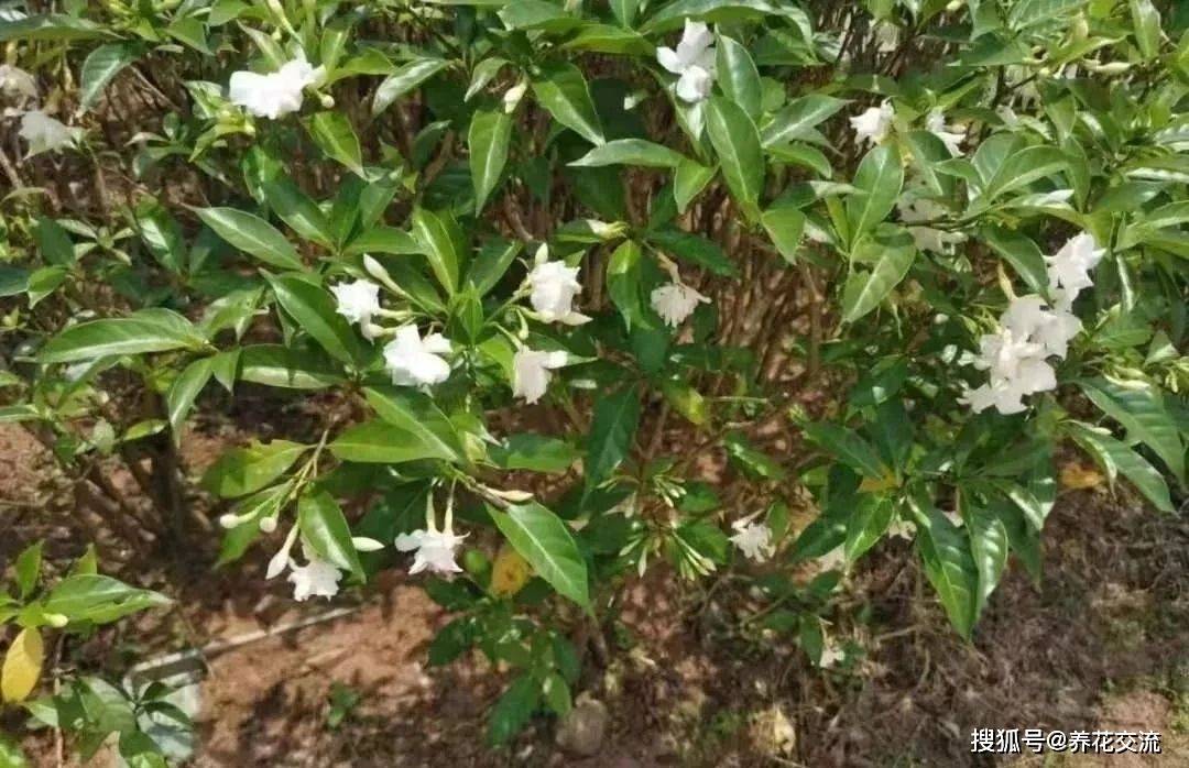 原创花叶和栀子花相似的狗牙花,香味像茉莉花,好养又容易开花