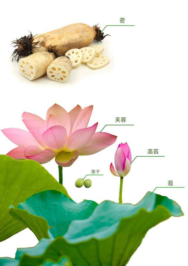 这种植物的叶柄叫"茄"jiā)它的叶子叫"蕸"xiá)细小的根茎叫"