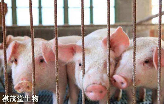 2020上半年生猪养殖_2020年中国饲料养殖产业链年会圆满落幕(2)