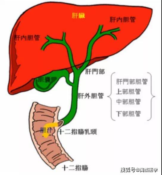 胆管癌靶向治疗简述