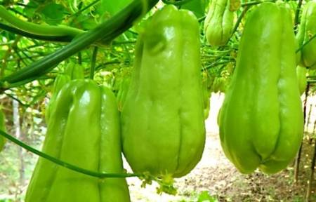 佛手瓜的功效与作用图片 1ac5c4d366f843a38a33b4db30a713b8.jpeg