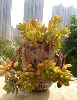 多肉叶插什么季节好 2706e45604734172897d5353ec5cecf9.jpeg