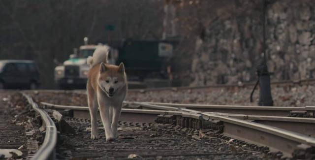一部感人至深的电影《忠犬八公的故事》一个善举 一生守候(2)