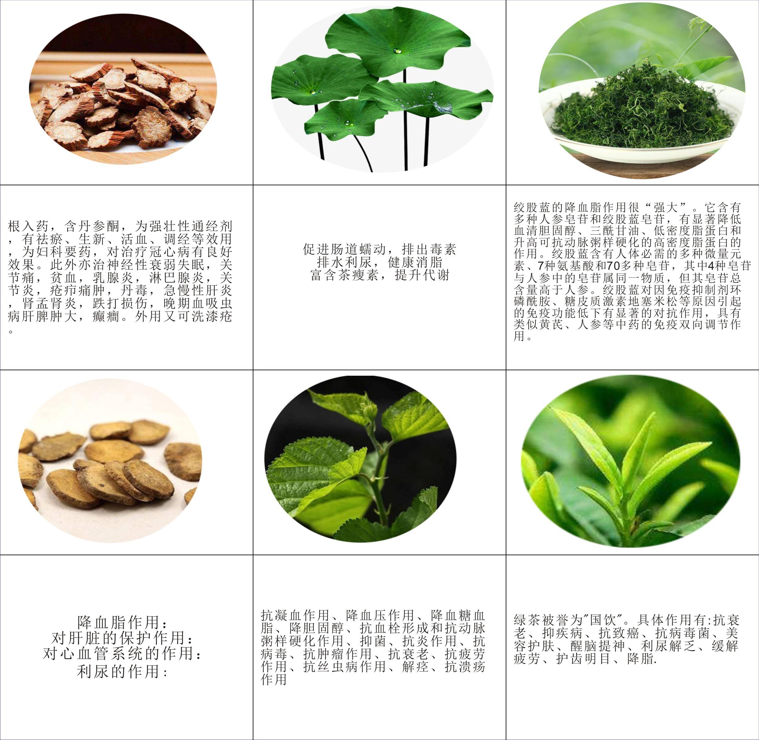 绿至茶 拒绝“富贵病” 绿至茶 拒绝“富贵病”