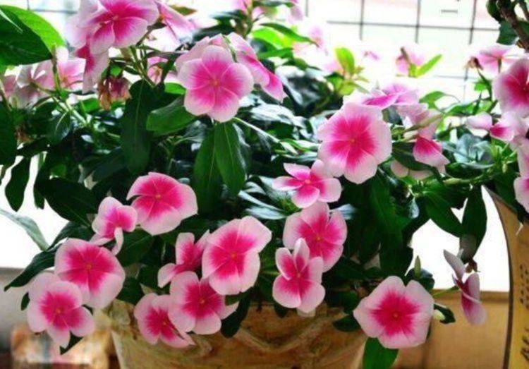 哪些花适合春天养 f8b552e75ca243beb9a7fb12f645386f.jpeg