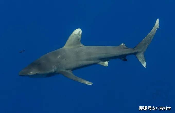 鲨鱼vs大王乌贼2米白鳍鲨身上现奇怪印记或是巨型鱿鱼所为