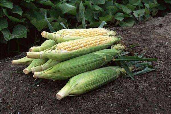 人体|要多吃3种食物，排毒养颜，有益健康！女性不想过早衰老