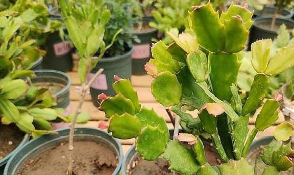 几月份嫁接蟹爪莲 9a42686f2dfb4070a2484c8fd3188ca2.jpeg