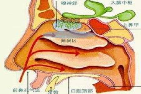 首大陈潜:那种真菌性鼻窦炎最危险