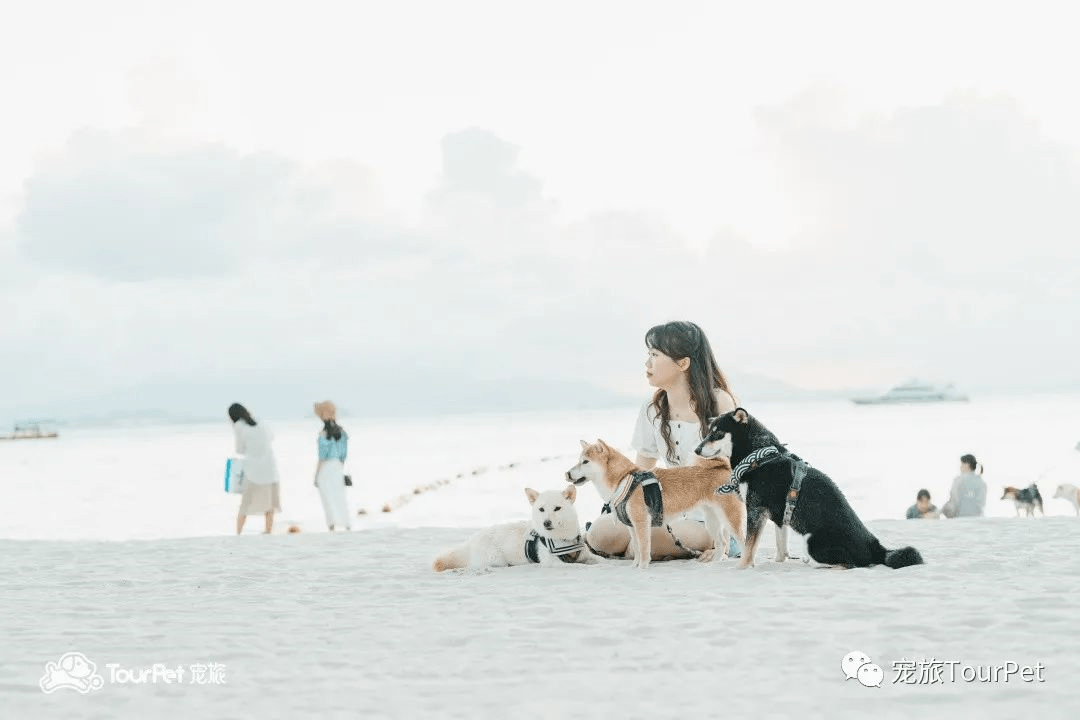 旅游景点可以带宠物吗，旅游景点可以带宠物吗多少钱
