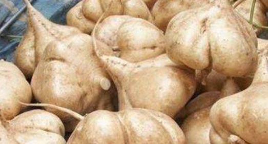 什么时间开始种凉薯 9d1326a5473e4c5fb10539b80608c43e.jpeg