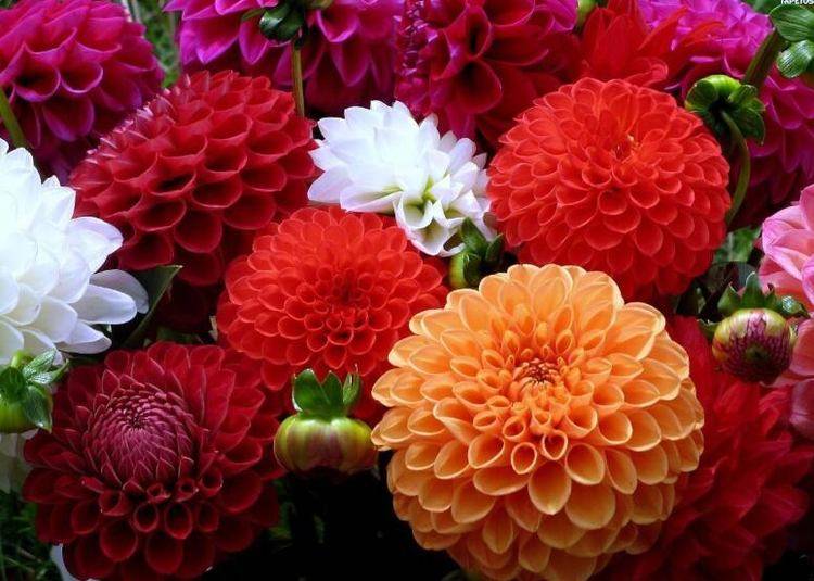 花怎么画的又好看又大 b6dc4e221c3a45708616967541a338e8.jpeg