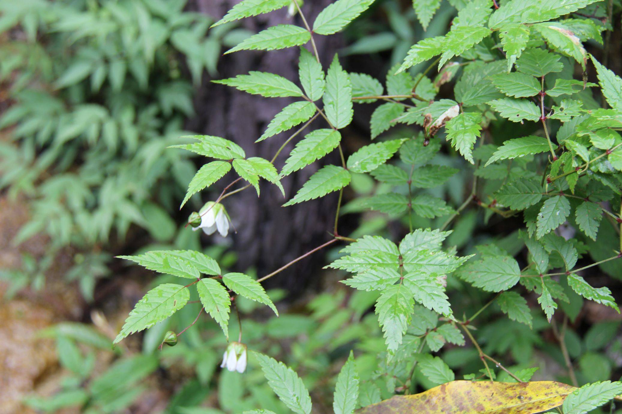 庆元植物1241-蔷薇科-悬钩子属-光滑悬钩子