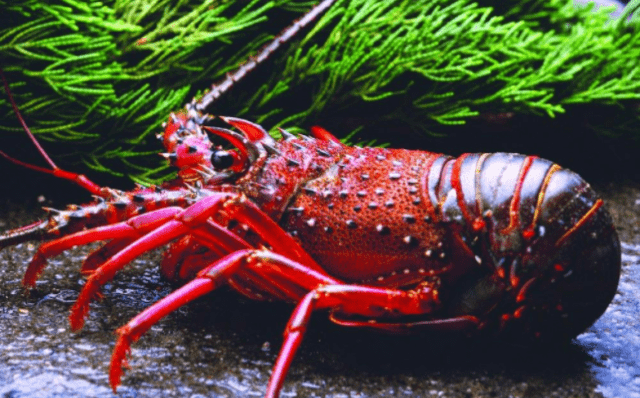 龙虾吃什么才会活 a32509c2bba040d3979acef6f1df3411.png