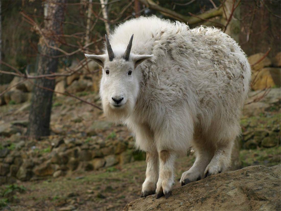 雪羊是牛科,羊亚科,羊羚族,雪羊属的一种野生动物,顾名思义,它们遍体