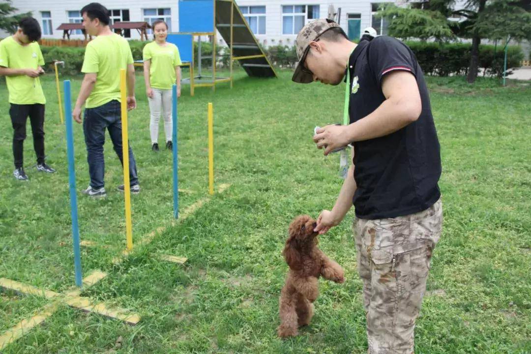 训犬18种图及手势,训犬手势有讲究