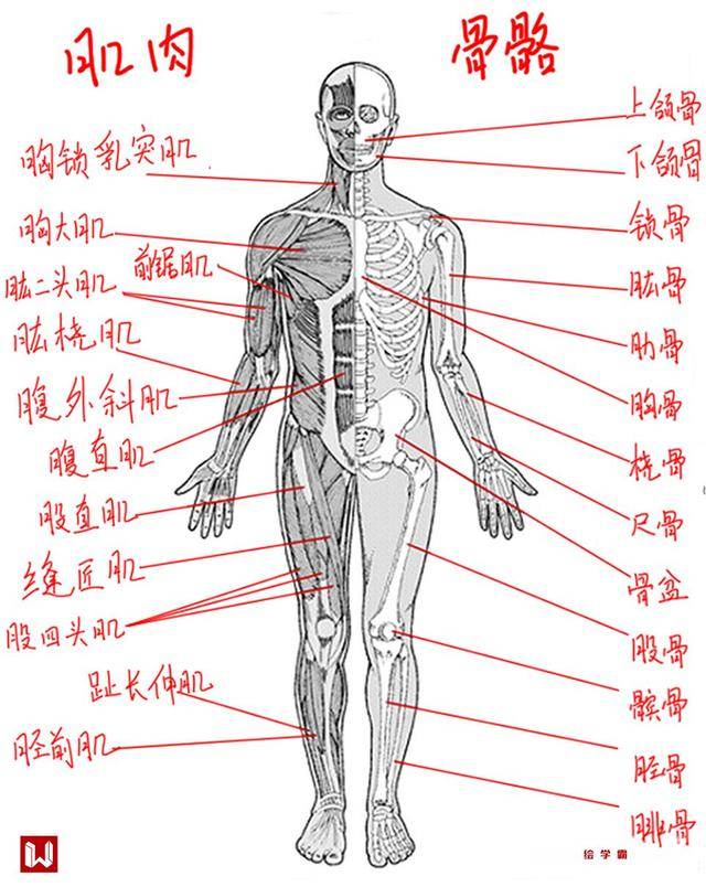 二.人体骨骼与肌肉结构