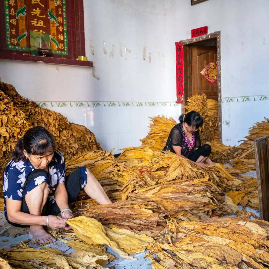 中国第一批烟民,在这里 | 地球知识局