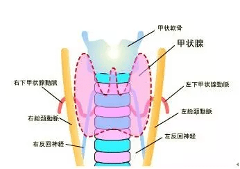甲状腺科普
