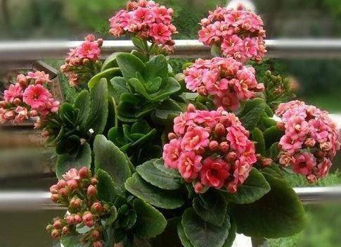 几月份扦插长寿花 e7eb1f3e6dc942ca86f5ddf3022f2008.jpeg