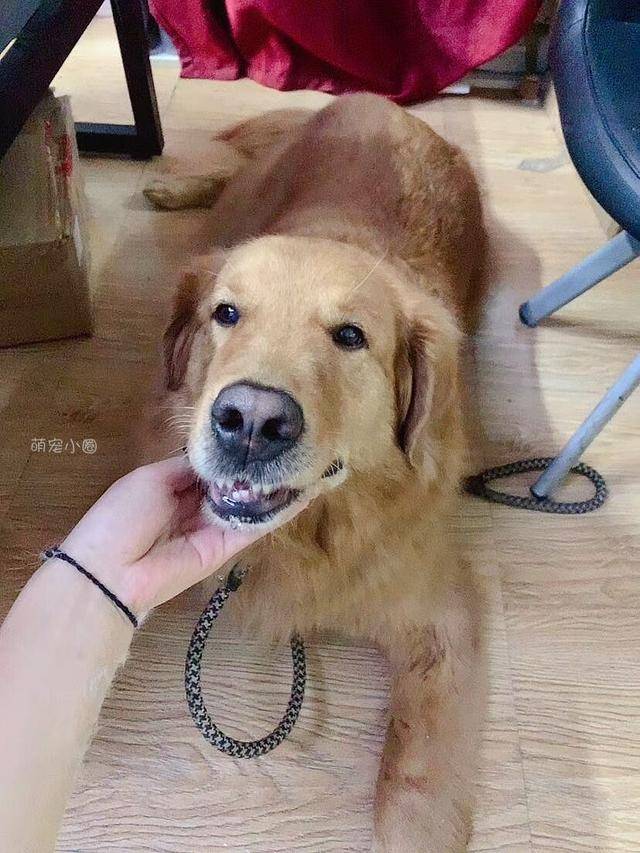 狗为啥怕放鞭炮呢 29dbd0c0026e495fa26874fd3bb46458.jpeg