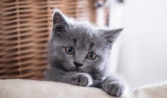 白猫排名_二哈和他的白猫师尊(2)