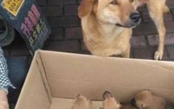 狗为啥突然咬主人 97df40bac3e643dbb1a1db879a86f465.jpeg