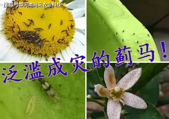 抗性蓟马药,前打后死,仿生物制剂不生抗性