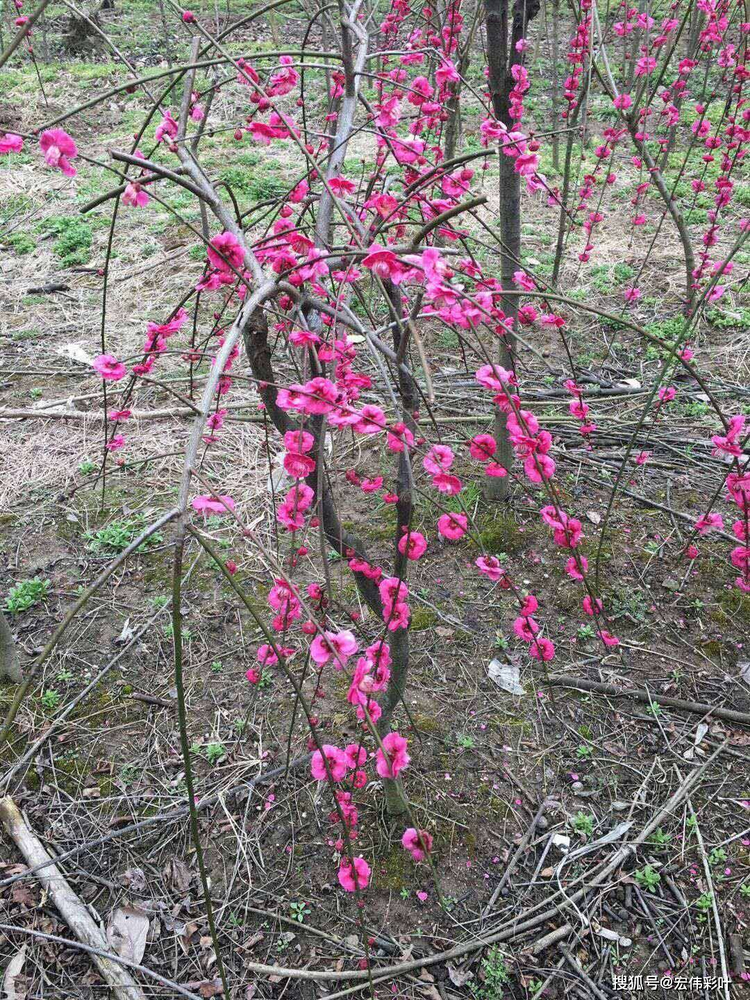 江西梅花 骨里红垂枝梅 红梅 抚州基地 实生梅花 南城