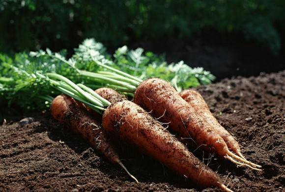 沙参什么人不能用中药 f334db54e0ec4ee7b285feb31237b3fc.jpeg