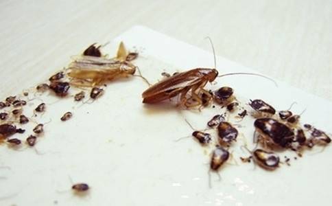 广州食品加工厂灭蟑螂