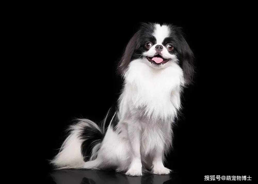 世界上最小的11种狗,中国犬只榜上有名