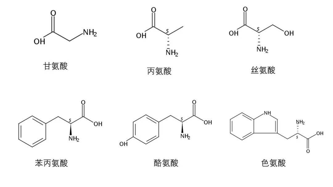 丝素蛋白所含部分种类氨基酸的分子结构式(供图/李云哲)