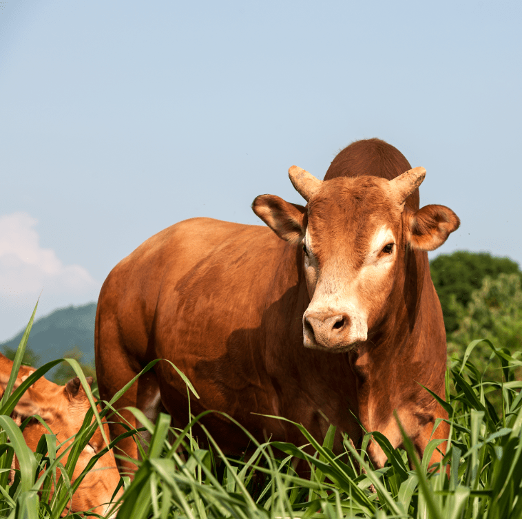湘西黄牛经过了千年漫长优选,现产出正宗的原生土黄牛-湘西黄牛,只限