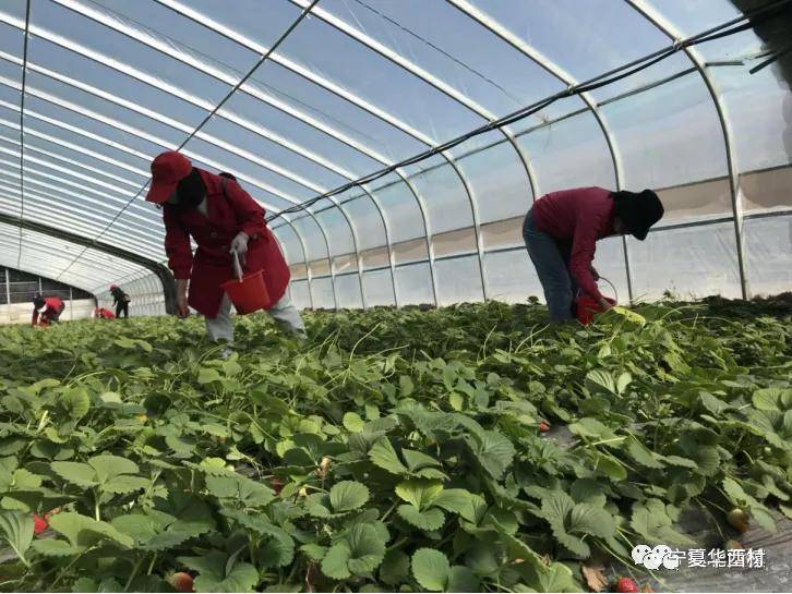 秋天成熟的菜 2c3879c7ccbc46c5ac25bca570ade5c5.jpeg