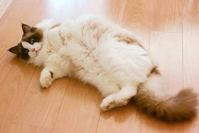 一组猫咪露肚皮的可爱图片:看到第三张就想立马去撸猫