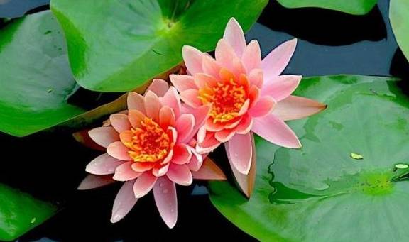 什么花在六七月开放 59da3516b5de4c56a656278e498c5cf4.jpeg