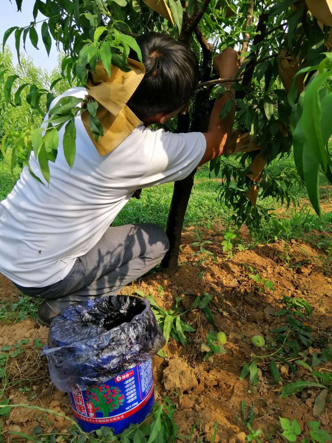 果树施肥新选择，涂杆肥！