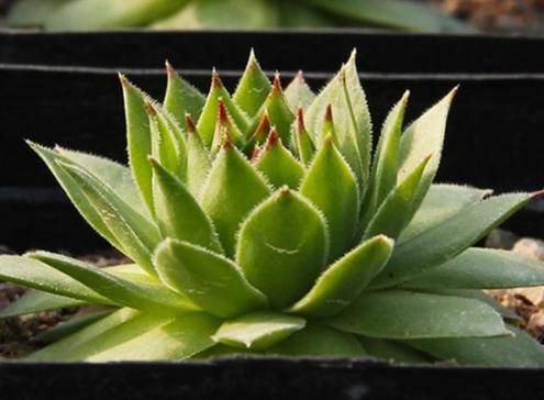 多肉水浇多了叶子蔫了 e6bb9cce79244b7b86c39162b7dca5e4.jpeg